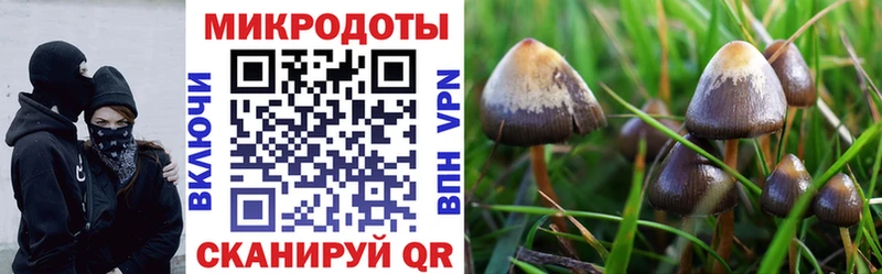 Купить где  Калачинск  Галлюциногенные грибы Cubensis 